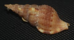 Colubraria