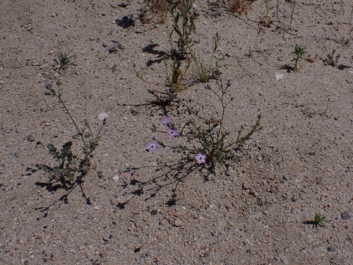 Image of Gilia brecciarum by (c) Madeleine Claire, some rights reserved (CC BY)