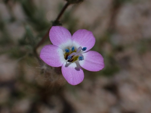 Image of Gilia brecciarum by (c) Madeleine Claire, some rights reserved (CC BY)