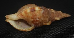 Colubraria