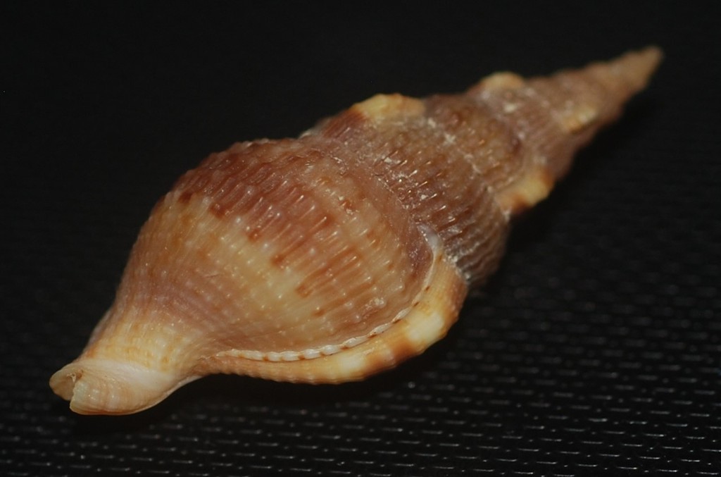 Colubraria