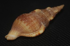 Colubraria