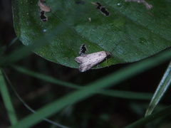 Neachrostia