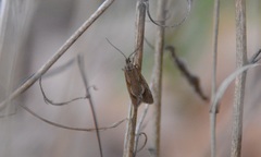 Diurnea lipsiella