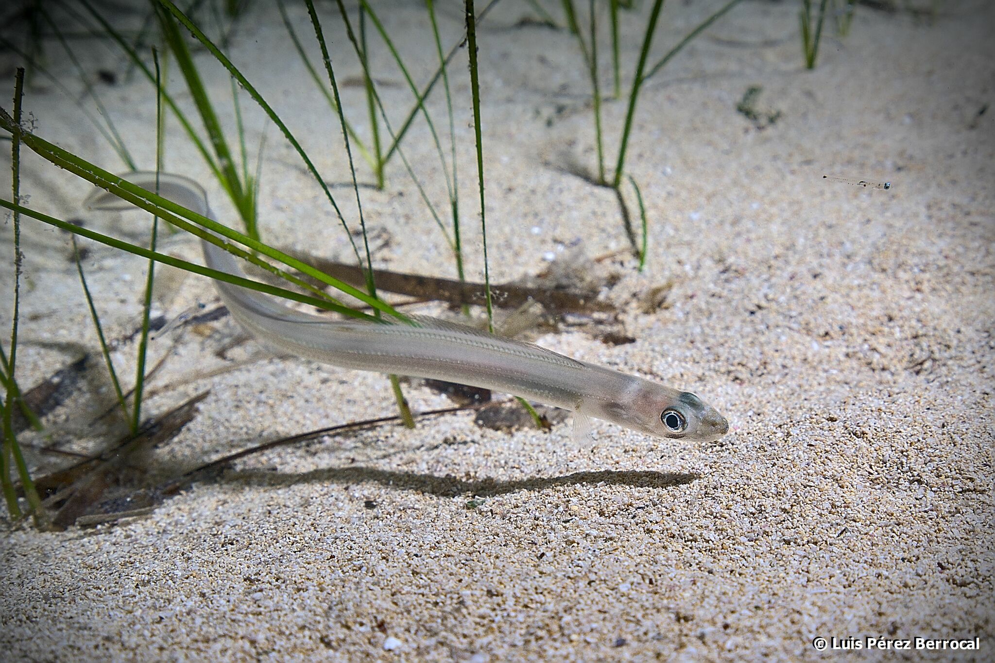 Ariosoma balearicum (Delaroche, 1809)