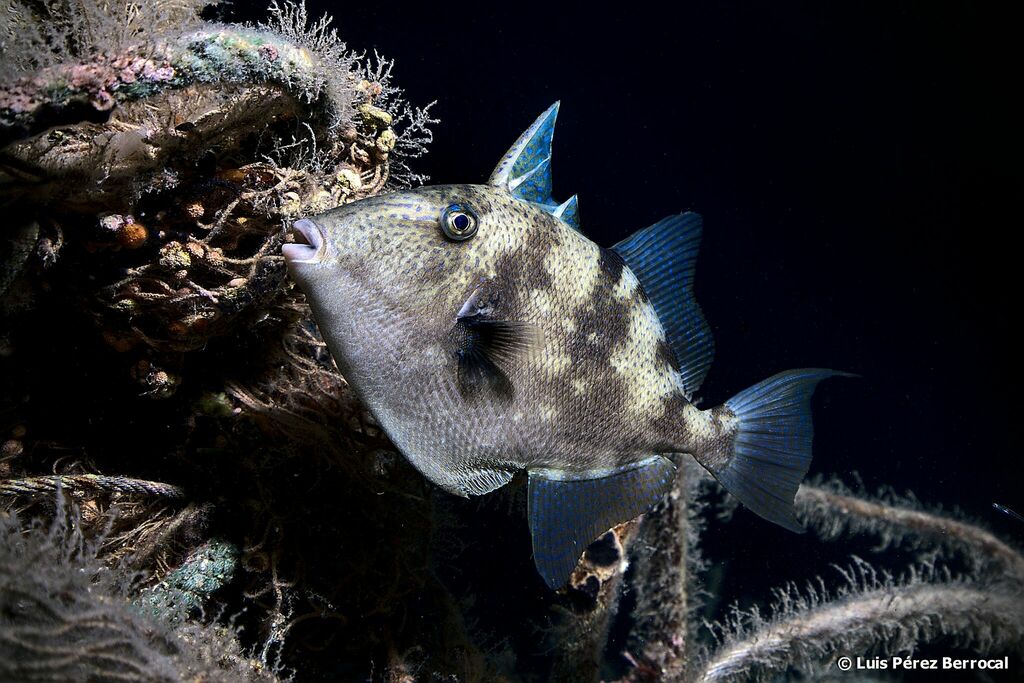 Gray Triggerfish