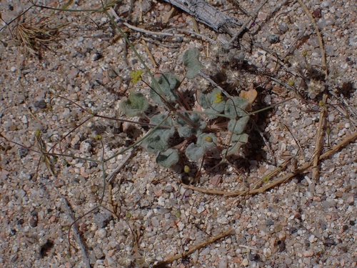 Image of Eriogonum reniforme by (c) Madeleine Claire, some rights reserved (CC BY)