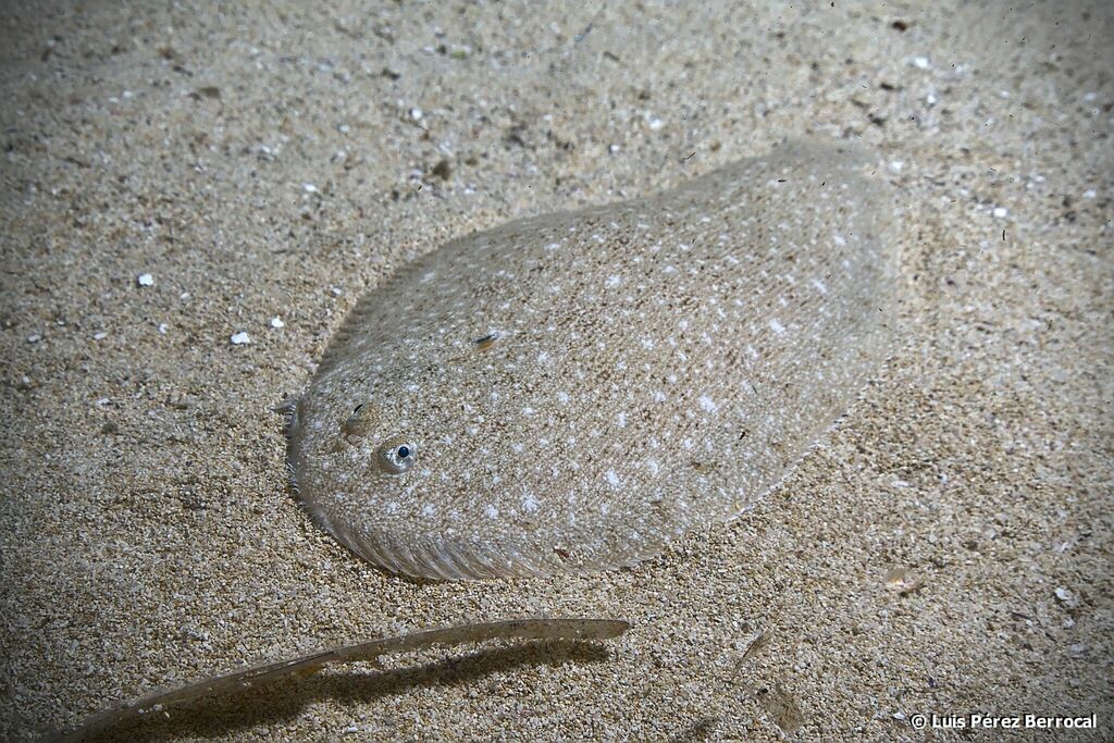 Atlantic sole (Pegusa lascaris) — Soleidae