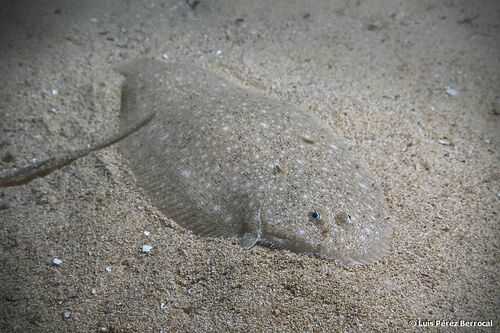 Sand Sole