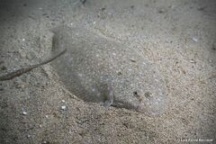 Sand Sole photo 2