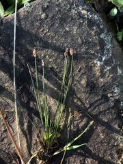 Eleocharis bicolor