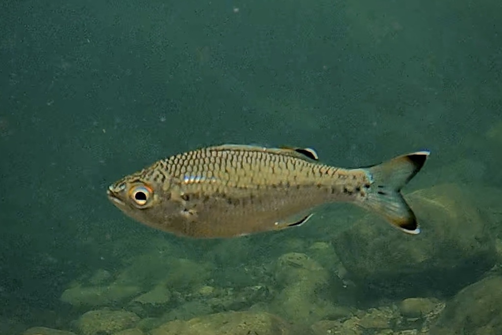 Aholehole (Kuhlia marginata) — Kuhliidae