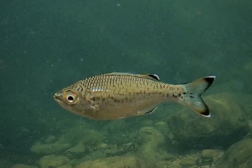 Aholehole (Kuhlia marginata) — Kuhliidae