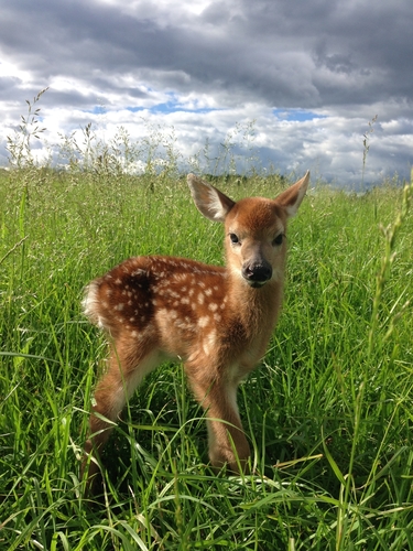White-tailed Deer photographed in Vermont