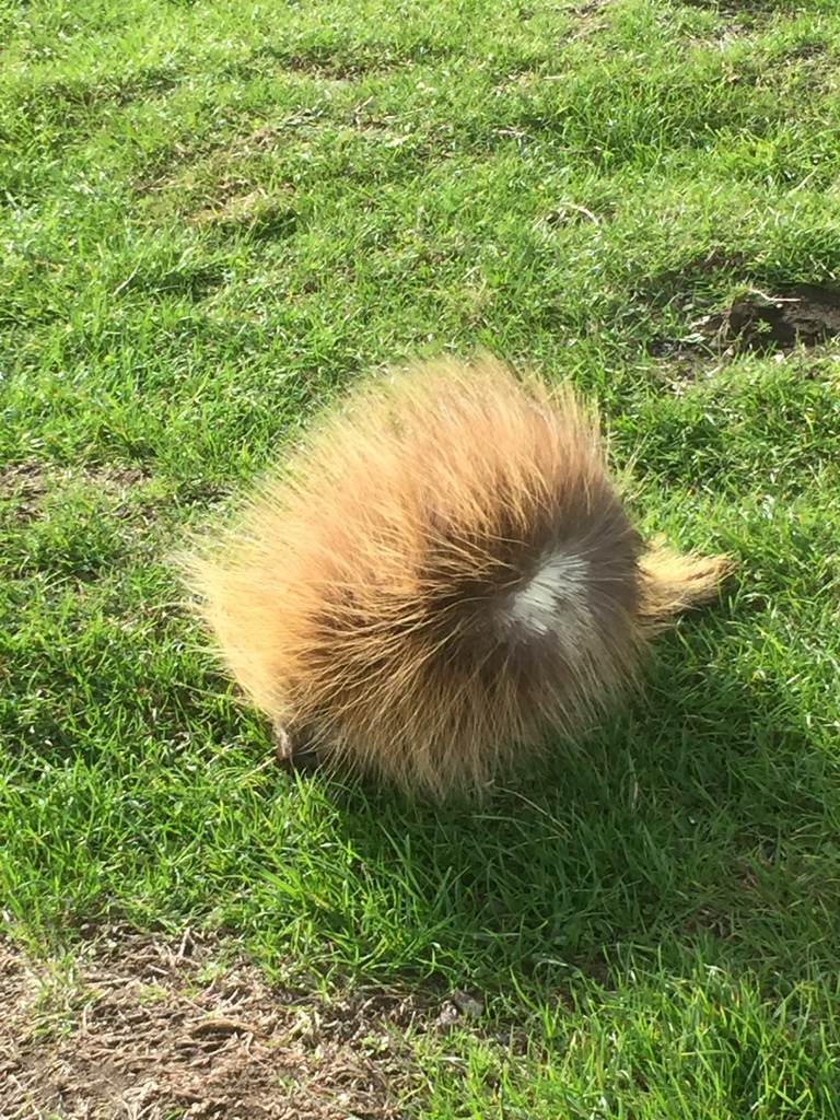 north-american-porcupine-from-cape-blanco-state-park-sixes-or-us-on