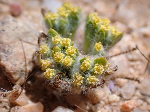 Image of Eriophyllum mohavense by (c) Madeleine Claire, some rights reserved (CC BY)