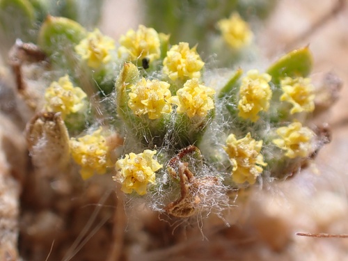 Image of Eriophyllum mohavense by (c) Madeleine Claire, some rights reserved (CC BY)