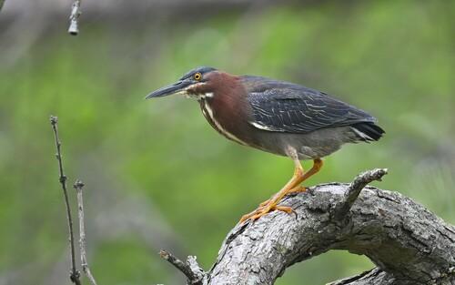 Green Heron photographed in Missouri