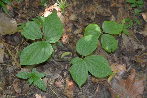 Indian Three-leaved Yam (Dioscorea hispida)