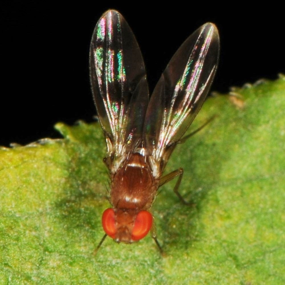 Fruit Fly (Family Drosophilidae) – Field Station