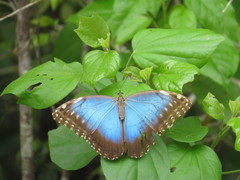 Morpho helenor montezuma