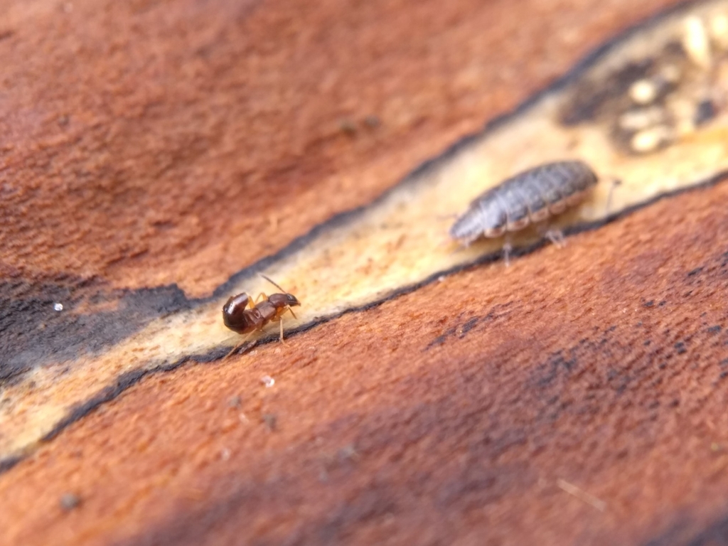 Rove beetle