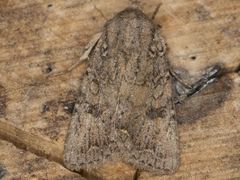 Protorthodes alfkenii