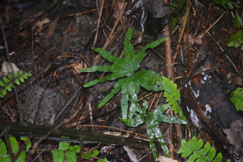 Lygodium longifolium (Lygodium longifolium)