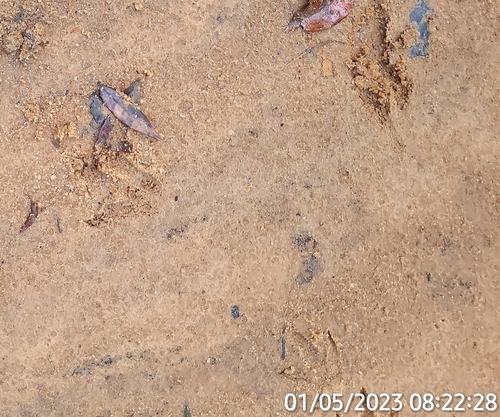 Iack's Red-rumped Agouti