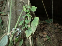 (c) Mahomed Desai, some rights reserved (CC BY) Begonia homonyma, photograph (c) Mahomed Desai, some rights reserved (CC BY)