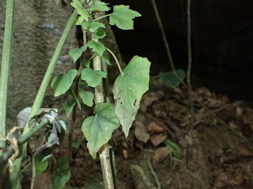 Begonia homonyma, photograph 4