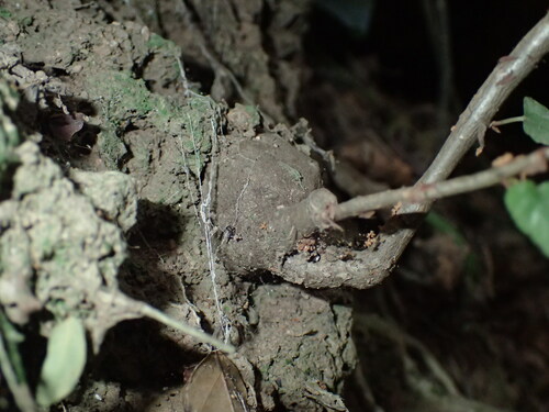 Begonia homonyma, photograph 5