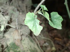Begonia homonyma, photograph (c) Mahomed Desai, some rights reserved (CC BY)