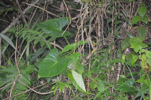 Foto de Bacaba-de-leque