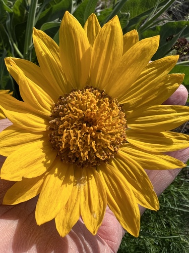 Wyethia sagittata, photograph 3