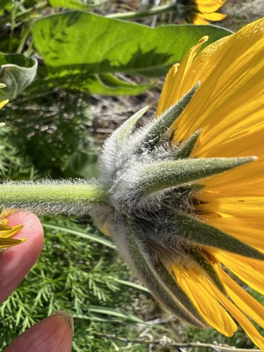 Wyethia sagittata