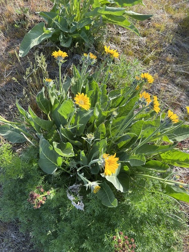 Wyethia sagittata, photograph 2