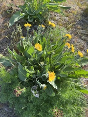 Wyethia sagittata, photograph James H. Thomas, CC BY, iNaturalist via GBIF