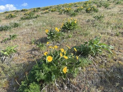 Wyethia sagittata, photograph James H. Thomas, CC BY, iNaturalist via GBIF
