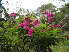Salvia curviflora