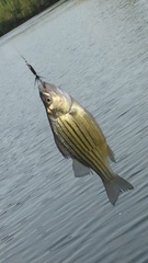 Morone mississippiensis