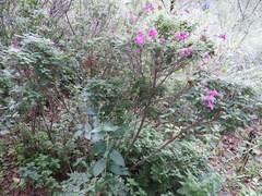Salvia curviflora