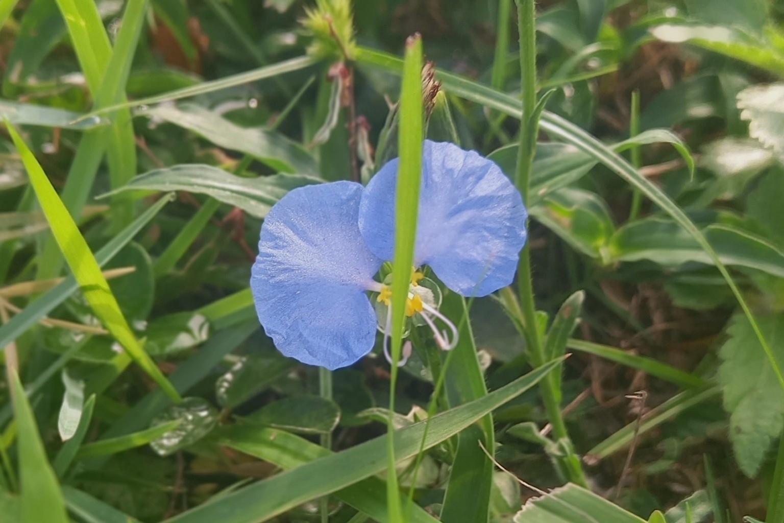 Commelina erecta