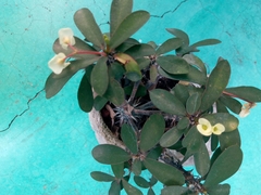 Euphorbia milii splendens
