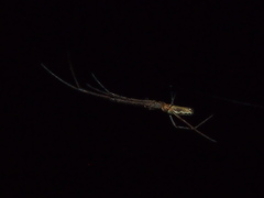 Tetragnatha mandibulata