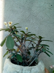 Euphorbia milii splendens