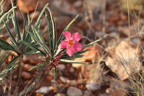 Image of Adenium oleifolium by (c) amantedarmanin, some rights reserved (CC BY)