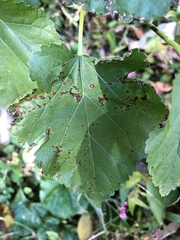 Cercospora moricola