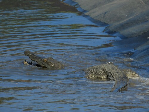 Southern African Crocodile