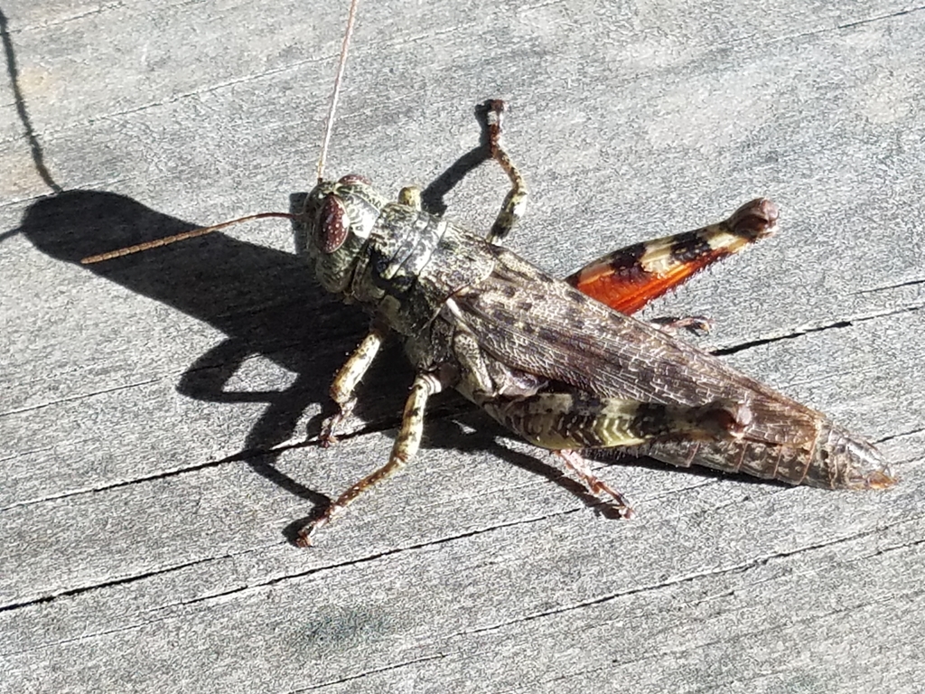 Grizzly Spur-throat Grasshopper